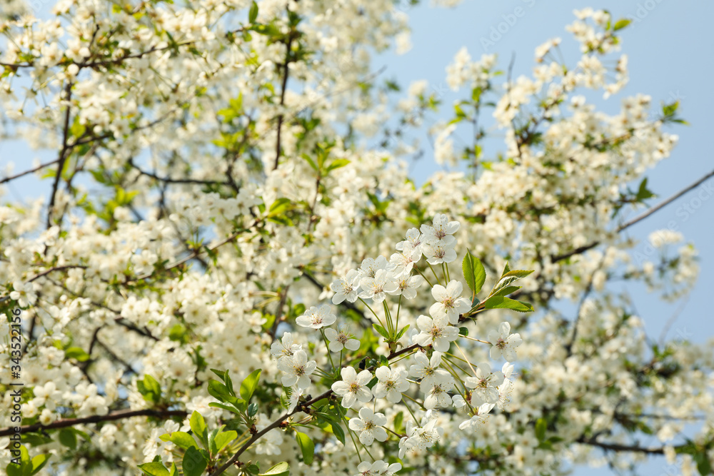 Blooming gardens in spring, blooming spring tree. Sunny spring day Blooming gardens in spring, blooming spring tree. Sunny spring day