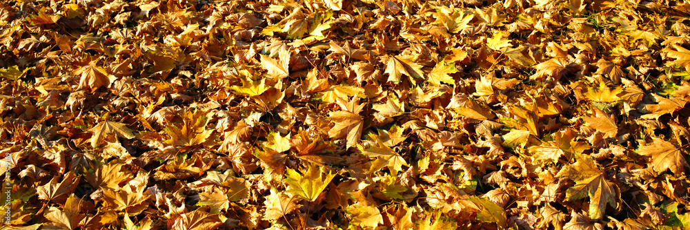 yellow dry autumn maple leaves covers ground in park
