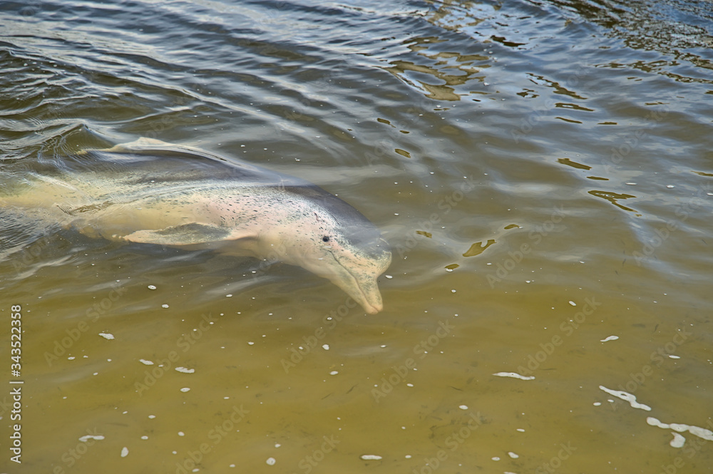 Naklejka premium Wild dolphins in Tin Can Bay harbour