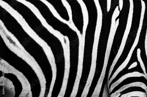 zebra skin pattern