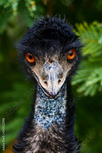 emu close up
