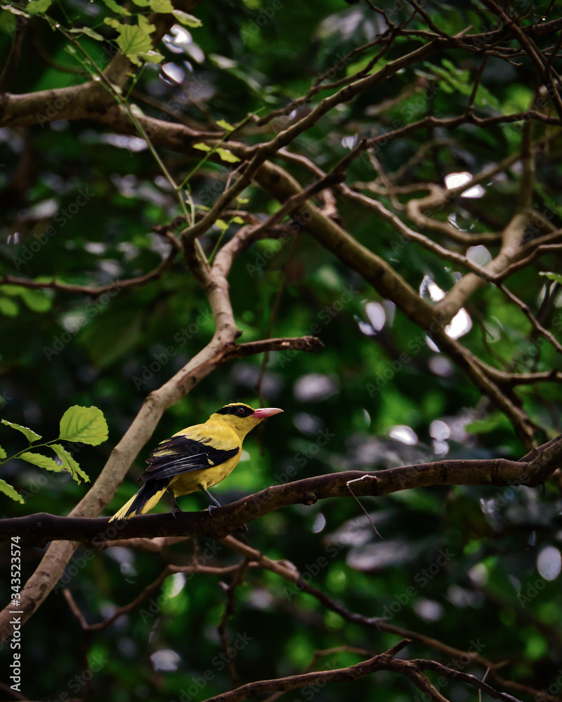 Bird within green leaves on the tree