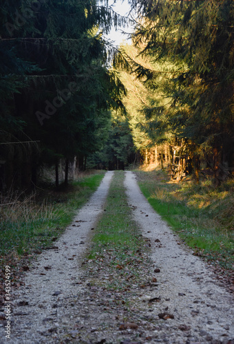 Road in a forest in summer 
