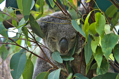 Koala bear in Australia on a tree photo