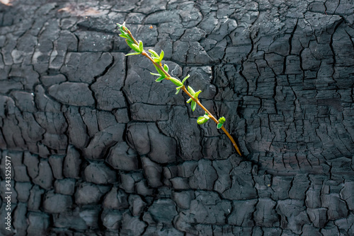 Green sprout on a burned tree. The concept of a new life.