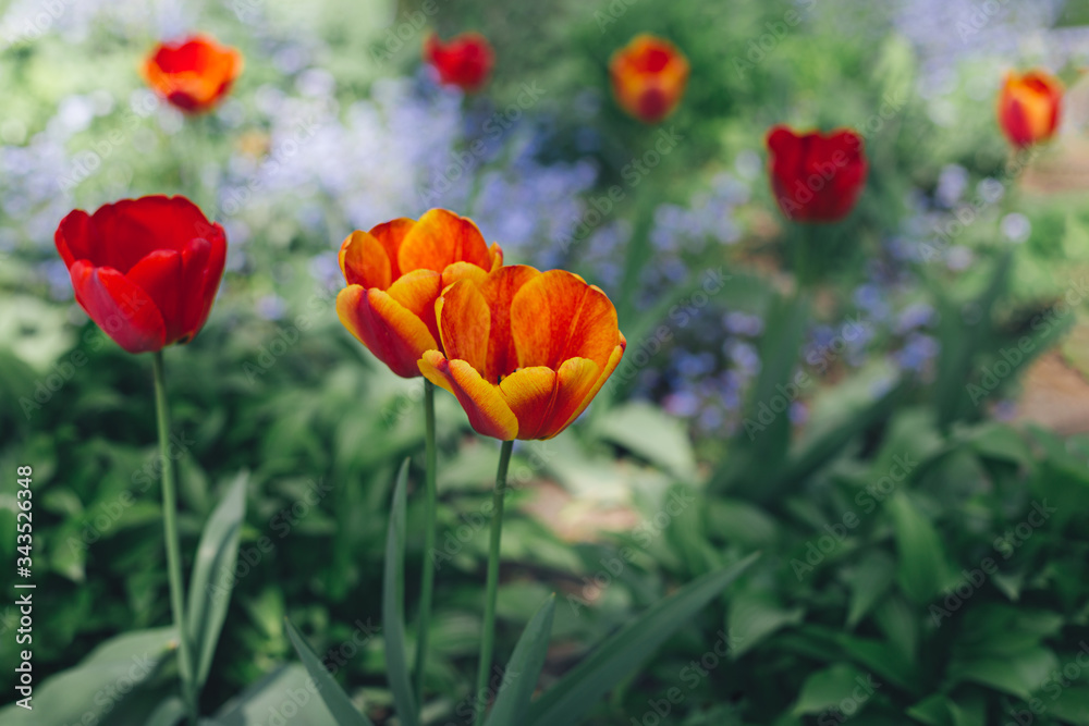 Obraz Piękne czerwone tulipany w wiosennym ogrodzie.