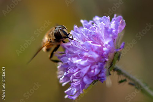 The bee collects honey on a blue flower