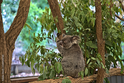 Koala bear in Australia on a tree © Darkdriver