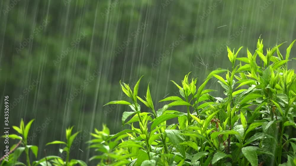 Close up shoot of rain on roses in spring during a severe thunderstorm