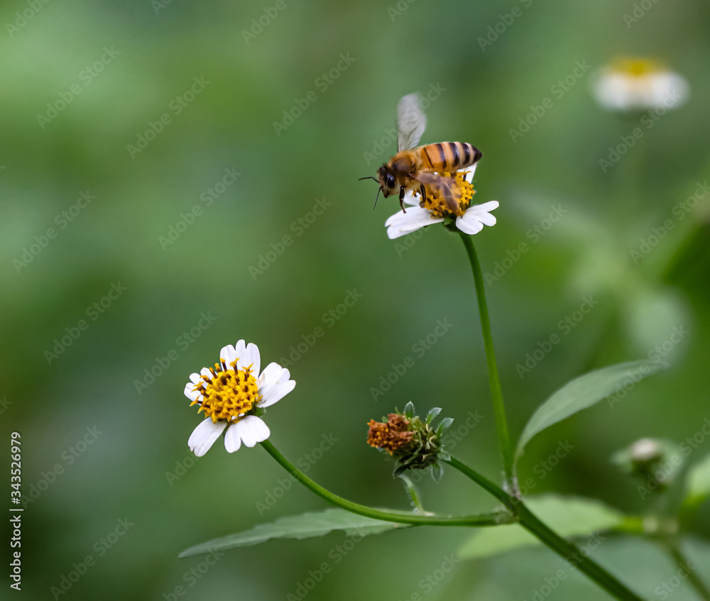Bee hovering over orange and white flower trying to get pollen with a nice green background Bee hovering over orange and white flower trying to get pollen with a nice green background