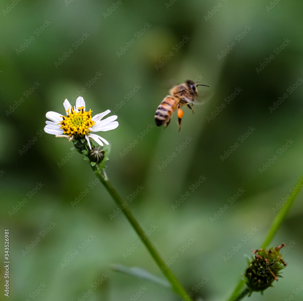 Bee hovering over orange and white flower trying to get pollen with a nice green background Bee hovering over orange and white flower trying to get pollen with a nice green background