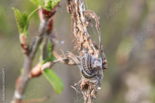 A lot of caterpillars of Aporia crataegi butterfly (black veined white) eating on bird cherry tree branch in early spring