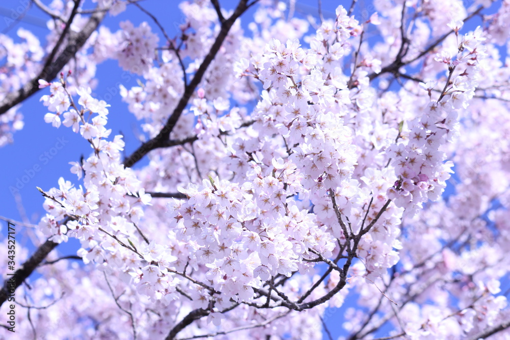 綺麗な桜