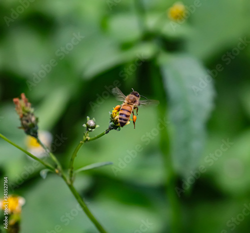 Bee hovering over orange and white flower trying to get pollen with a nice green background © Elias Bitar