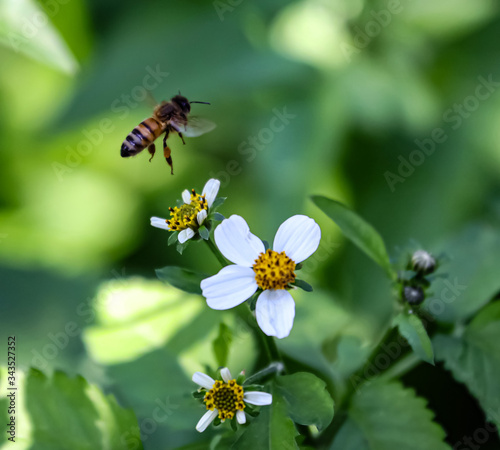 Bee hovering over orange and white flower trying to get pollen with a nice green background