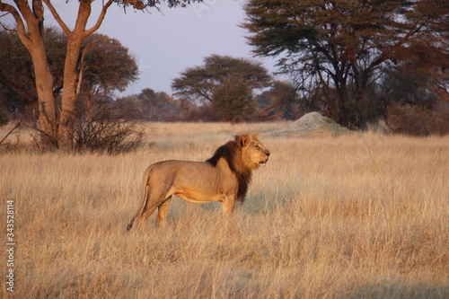 Lion dans la Savane Africaine