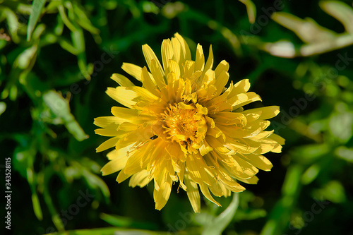 A dandelion flower in the spring