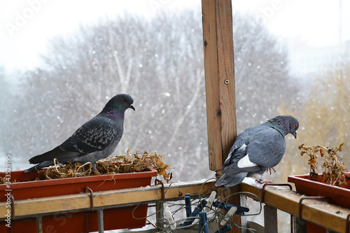 Two grey pigeons on the balcony in snowy day