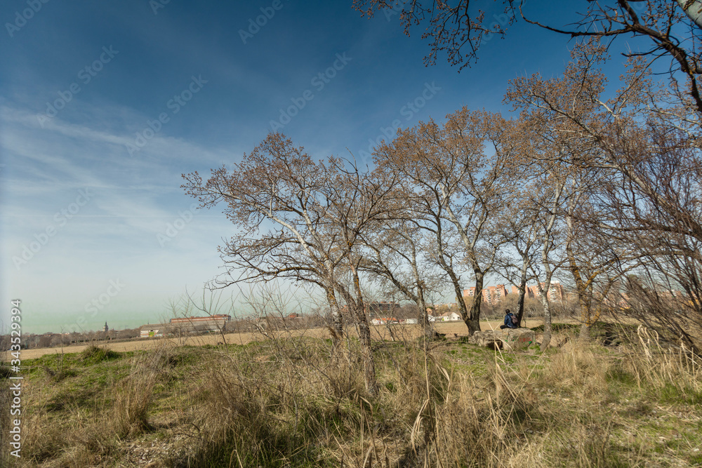 arboles arboles