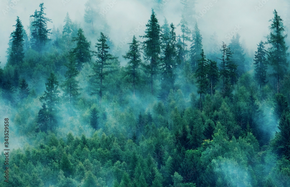 Fototapeta Misty landscape with fir forest. Morning fog in the mountains. Beautiful landscape with mountain view and morning fog.