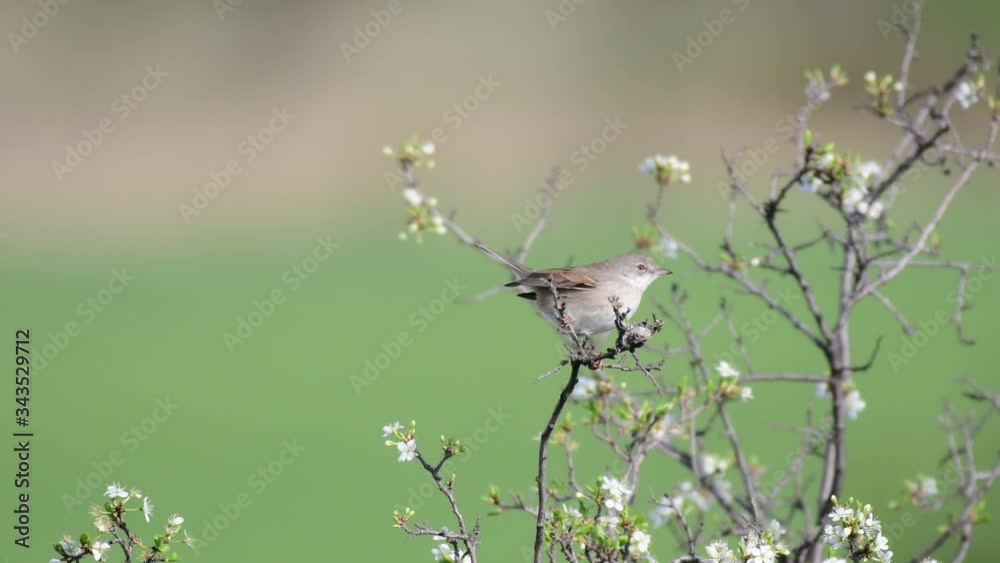 Whitethroat (Sylvia communis) in the wild nature, in an environment Whitethroat (Sylvia communis) in the wild nature, in an environment
