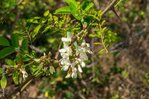 Fiori bianchi dell'acacia in primavera