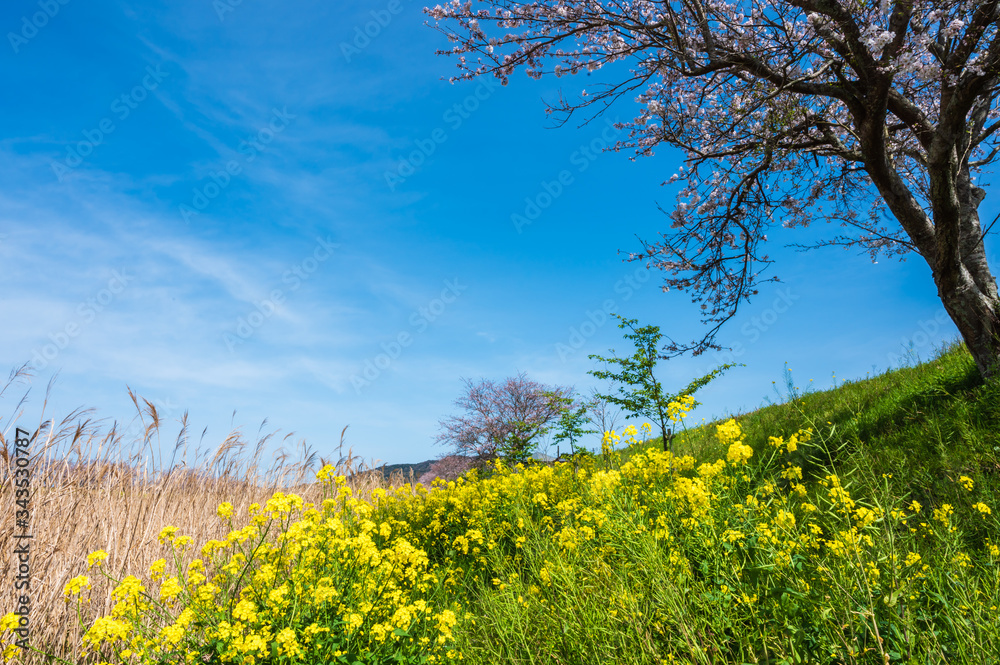 Obraz premium 春の川沿いに咲く桜と菜の花【福岡県行橋市】