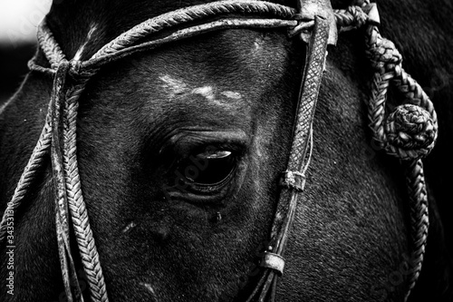 black horse portrait