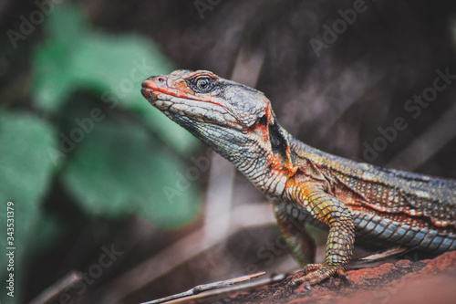 lizard on a tree