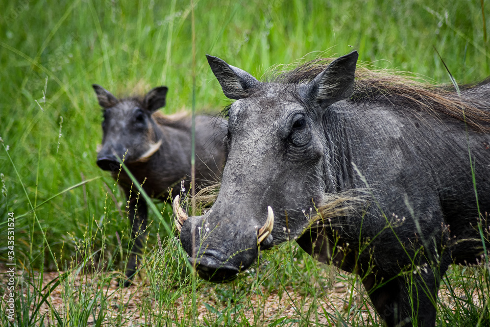 warthog in the grass warthog in the grass