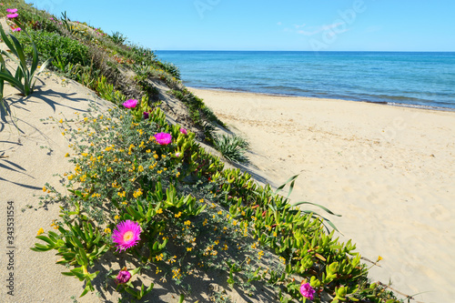 pink flowers in Platamona
