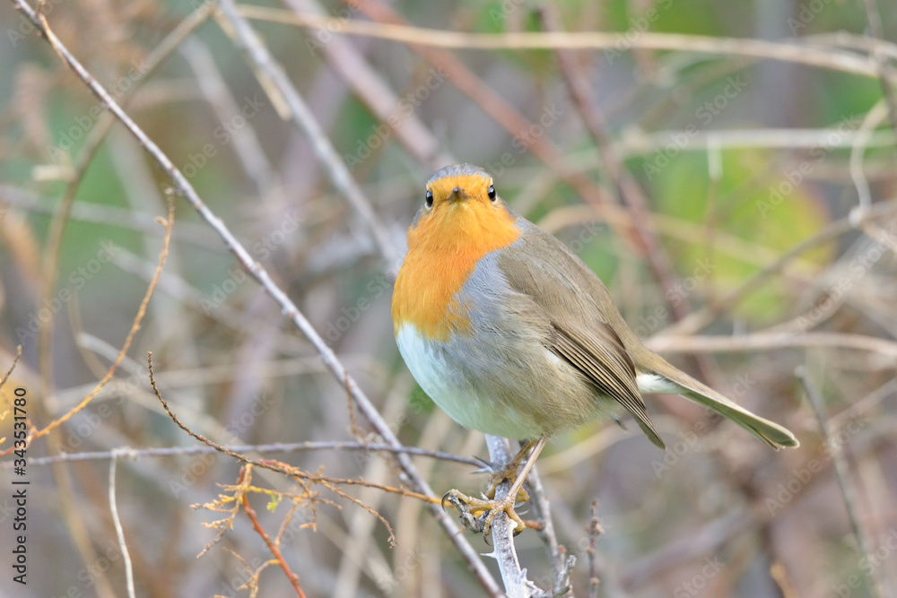 petirrojo europeo posado en un matorral ( erithacus rubecula ) Marbella Andalucía España petirrojo europeo posado en un matorral ( erithacus rubecula ) Marbella Andalucía España