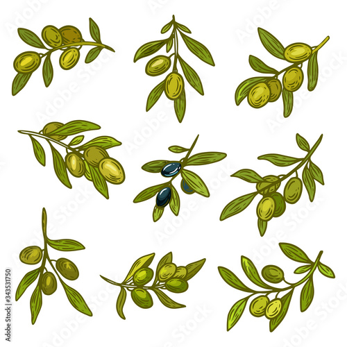 Green and black olives branches, olive oil design