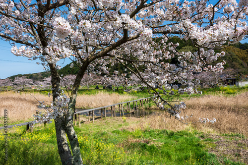 春の川沿いに咲く桜と菜の花【福岡県行橋市】