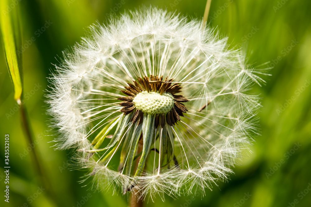 Fototapeta premium close up dandelion blowball and natural background