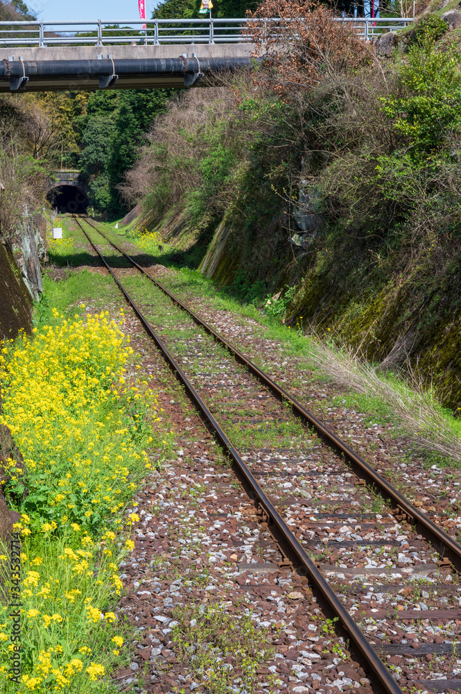 Fototapeta premium 春の線路沿いに咲く菜の花【福岡県行橋市】