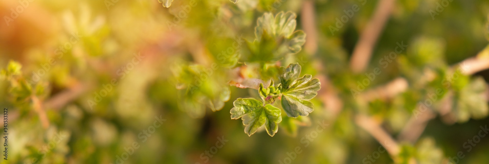 The branch of gooseberry in the early spring.