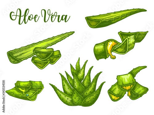 Aloe Vera sketch, plant leaves and juice drops
