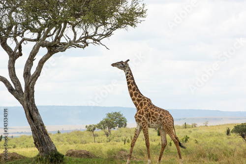 A Rothschild Giraffe walking towards an Acacia tree in Masai Mara on a sunny September afternoon