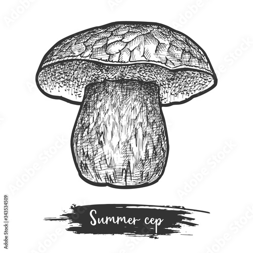 Sketch of summer cep boletus mushroom. Fungus