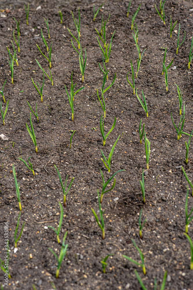 rows of green onions in field rows of green onions in field