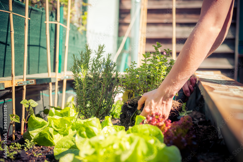 Φωτογραφία Urban gardening: Planting fresh vegetables and herbs on fruitful soil in the own garden, raised bed