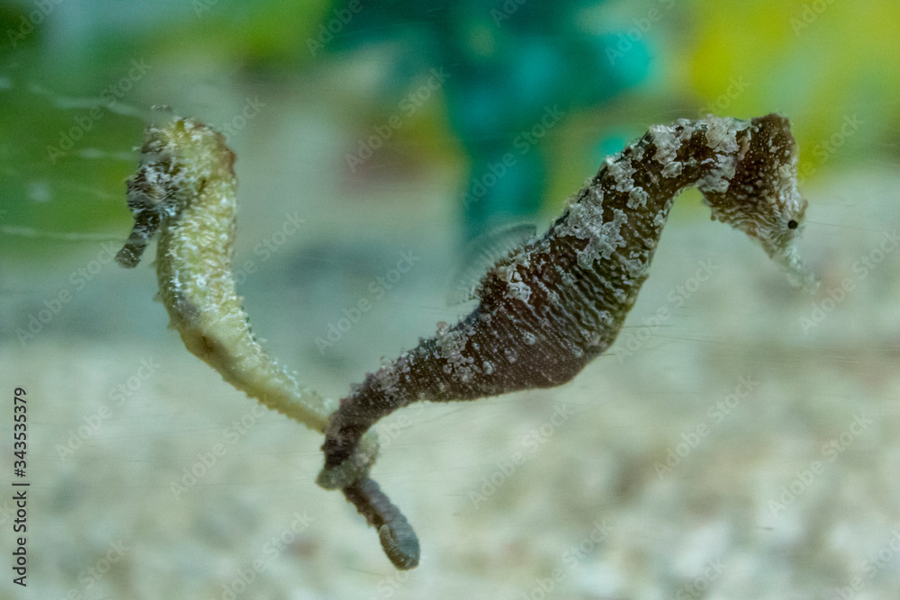 Ταπετσαρία Sea horses couple with intertwined tails