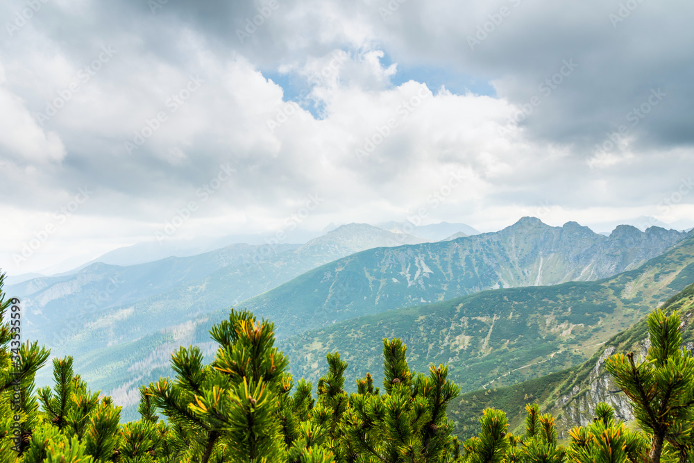 Fototapeta premium Mountain pine in the Tatra Mountains. Mountain panorama view