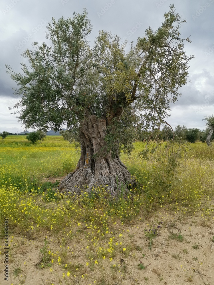 Olivar en campo de flores