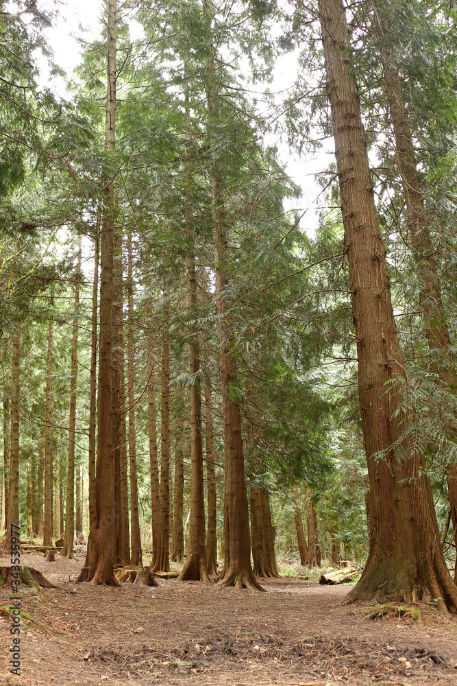 Fototapeta premium Tall Pines in a Forest