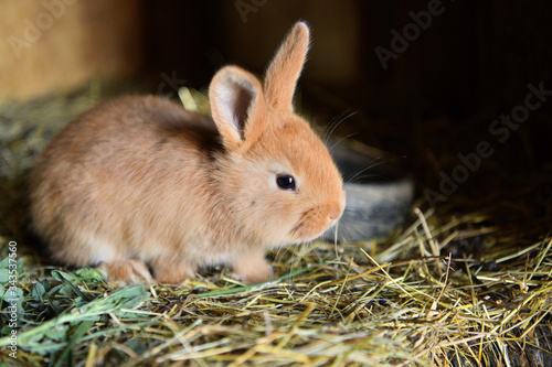 Small domestic rabbits eating grass in the nest 