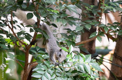 Grey-bellied  squirrel is eating on the tree, Bangkok, Thailand