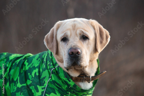 Adorable golden labrador dog in green raincoat in a field