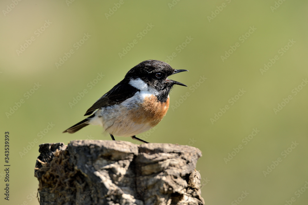 tarabilla macho cantando en el tronco del árbol (saxicola rubicola) Marbella Andalucía España tarabilla macho cantando en el tronco del árbol (saxicola rubicola) Marbella Andalucía España